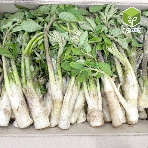 국내산 봄나물 두릅 땅두릅 2kg, 1개