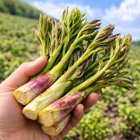 [한정초특가] 산지직송 국내산 봄나물 땅두릅, 1박스, 1.5kg