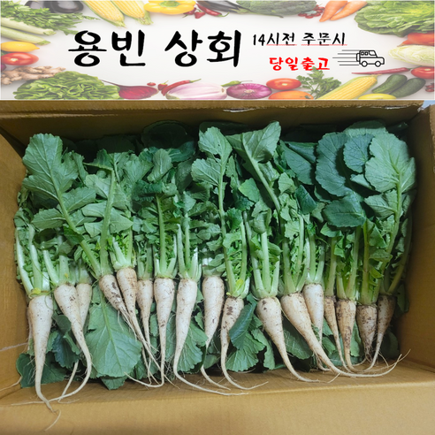 ( 용빈 상회 ) 국내산 열무 2kg내외 4kg내외