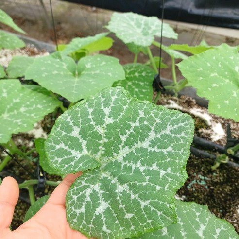 레브 당일수확 산지직송 GAP 인증 국내산 제철 생 호박잎 조선호박잎 호박잎쌈 쌈밥, 1박스, 1kg