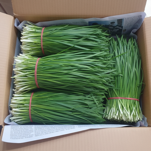국내산 손질 부추 한단 정구지, 1개, 1.5kg