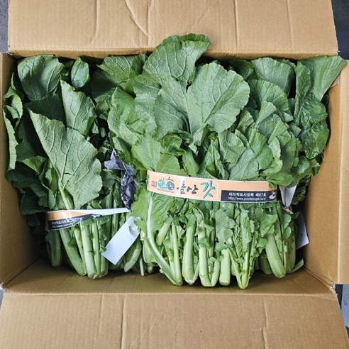 클릭마켓 국내산 청갓 여수돌산갓, 1개, 2kg