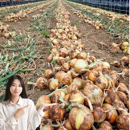 초특가 일등농수산 정품 국내산 경남 양파, 1개, 5kg (특)