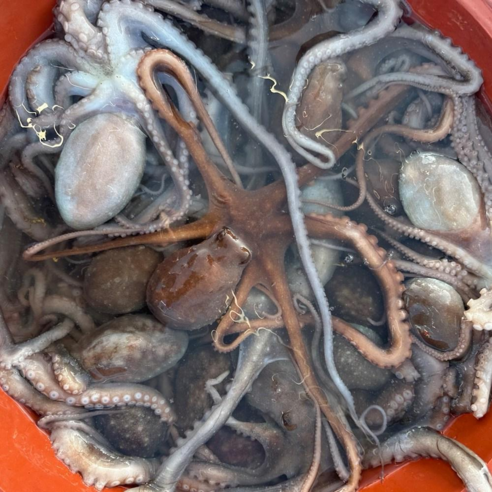 당일조업 살아있는 활낙지 1kg(2-4미), 1세트, 1kg