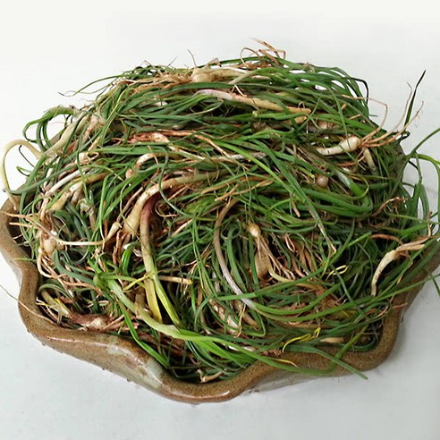 봄향기 가득한 봄나물 달래 500g