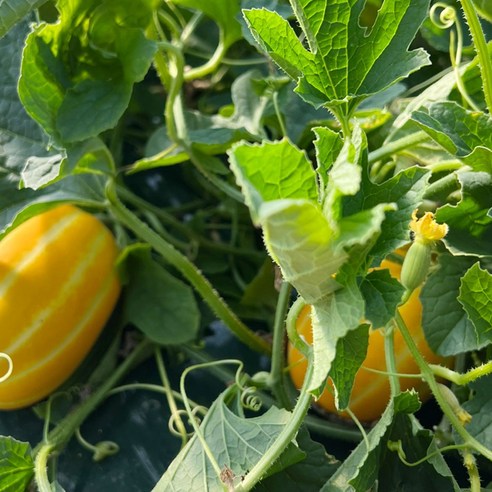 [재구매1위] 최대19브릭스 고당도선별 가정용 성주 참외, 1개, 2kg