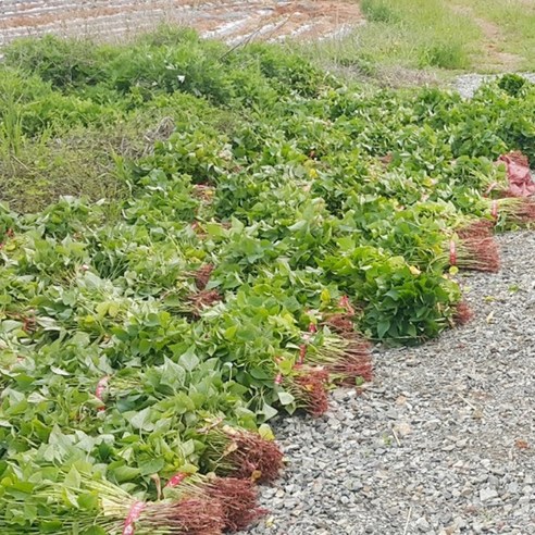 금메달농수산 해남 정품 꿀고구마 모종, 1개, 3kg