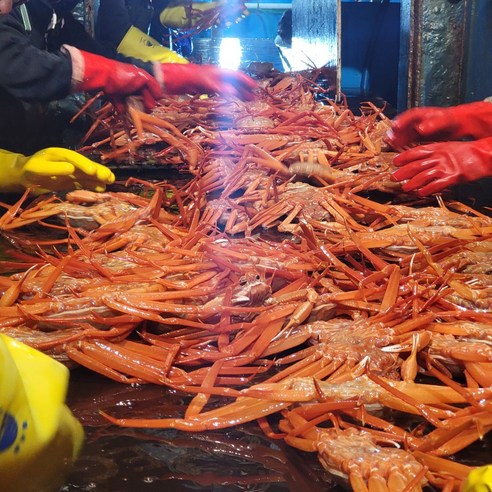 예원수산 자숙(찜) B급 라면용홍게 3kg 택배