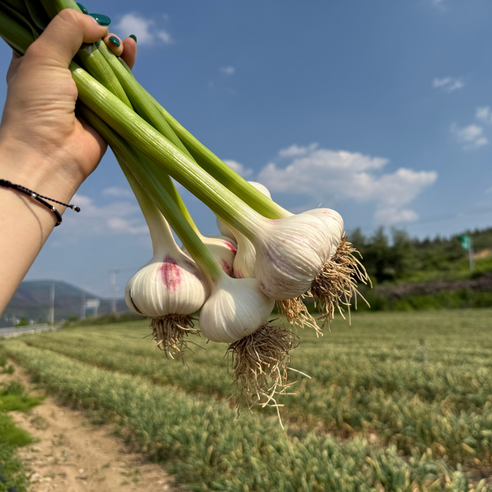 26년 고흥 햇마늘 남해 대서종 산지직송 마늘 대서마늘, 1개, 1KG