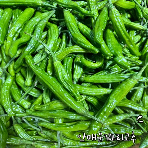 안 매운 꽈리고추 당일경매 특급 1kg, 2kg, 1개, 1개, 1kg