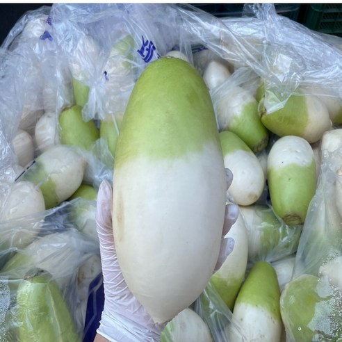 노씨고집 산지직송 제주 세척 월동무, 1개, 2kg 내외
