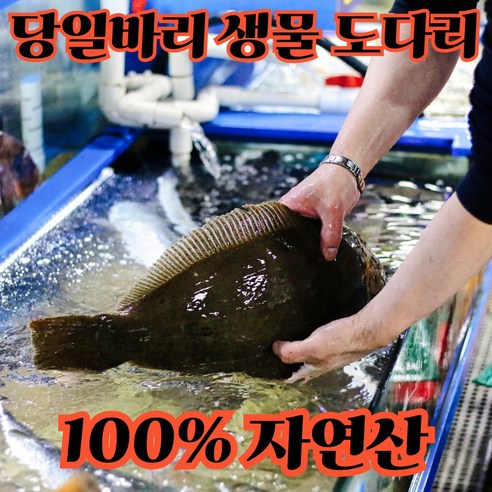 [인천수협] 생물 봄 도다리 가자미