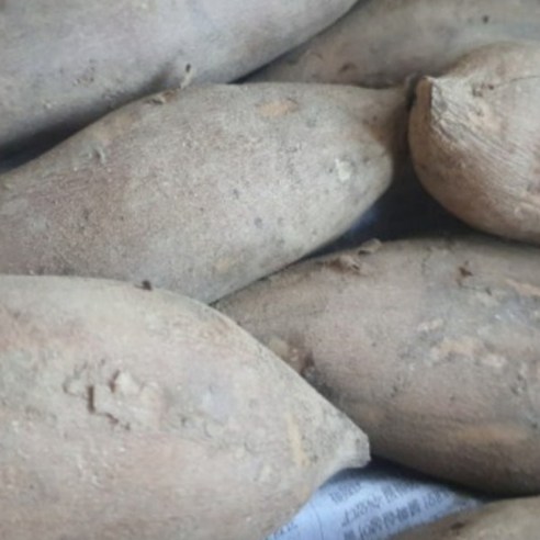 국내산 생 야콘 햇야콘 특상품 최상품 3kg 5kg10kg