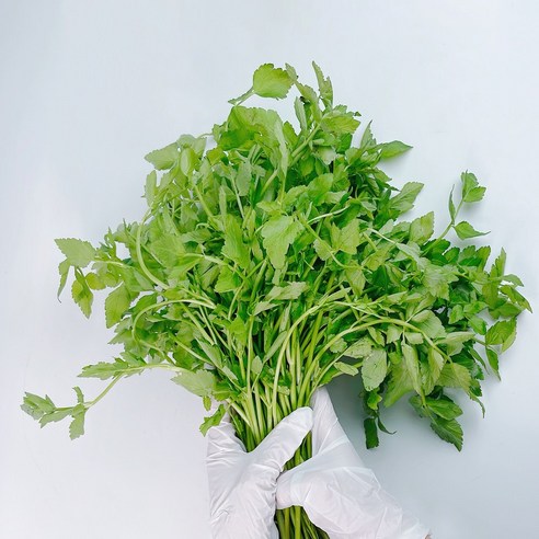 노씨고집 산지직송 정품 청도 미나리, 1개, 2kg