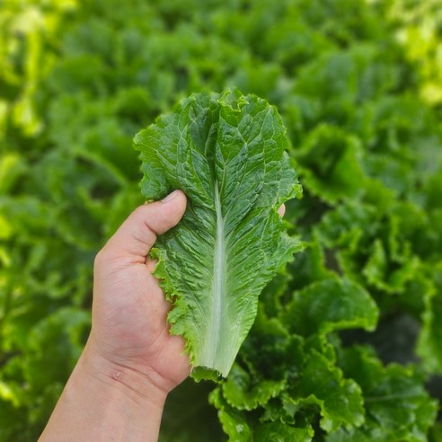 [당일수확] 농가직송 국내산 청상추 꽃상추 1kg 2kg 4kg 한박스, 2kg, 1개