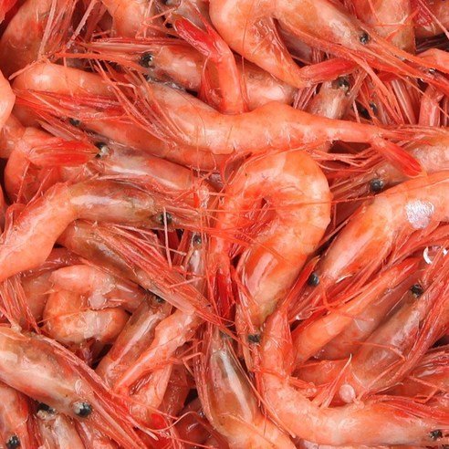 -60도 동해 단새우 (소) 1kg 횟감 단새우회 가능