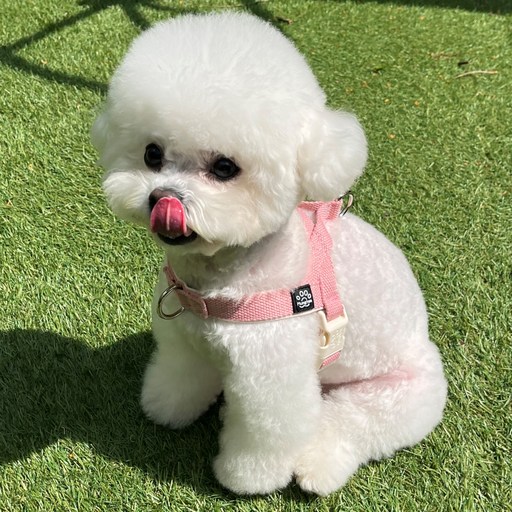 멍템 강아지 앞섬방지 팔레트 하네스