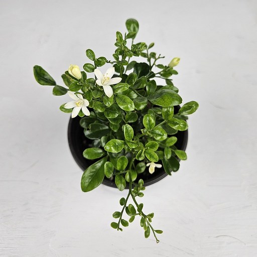 아비가든 오렌지자스민 소형 1+1 향기나는 식물 (화분받침포함)