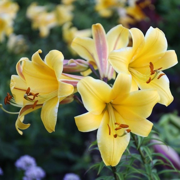 Qgarden 향기 백합 구근 6개 3종 혼합 유럽 직수입 특선 세트