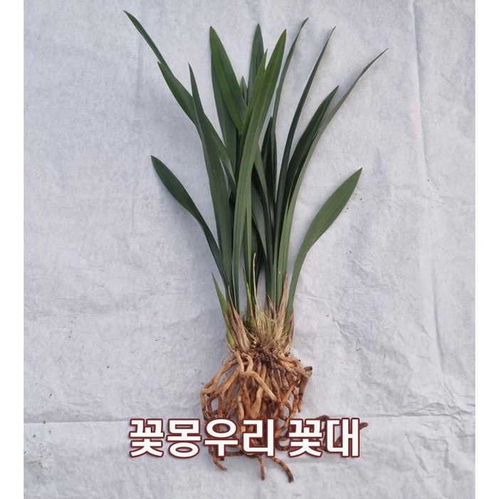 산천보세 촉수5촉  꽃대2대 동양난 취미난 동양란전문 그린난농원