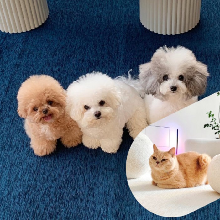 테일룸 100생활방수 러그 댕냥이 더이상 혼내지 마세요 강아지 고양이 펫테리어, 네이비블루