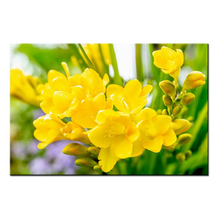 예쁜 힐링 풍수 인테리어 장미 데이지 튤립 꽃그림 모음 북유럽감성 식물액자, 16.프리지아 꽃다발