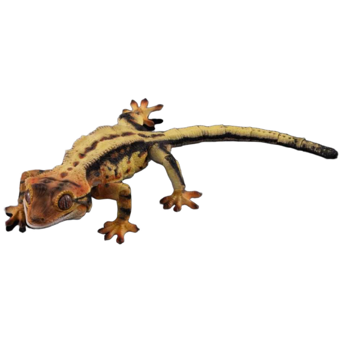 반다이도마뱀 생물대도감 크레스티드 피규어 모형 02 게코, 1개, 3. C타입 정식 라이선스