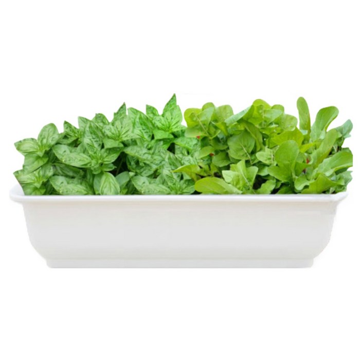 세경팜 허브텃밭세트(바질,루꼴라) 씨앗 키우기, 화이트화분(바질,루꼴라)