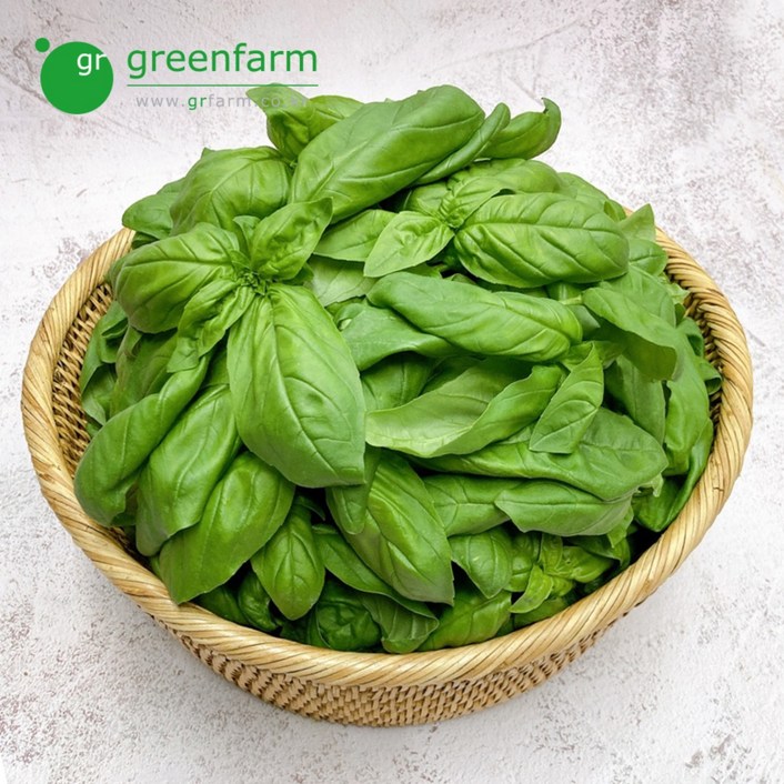 바질 500g, 500g, 1개