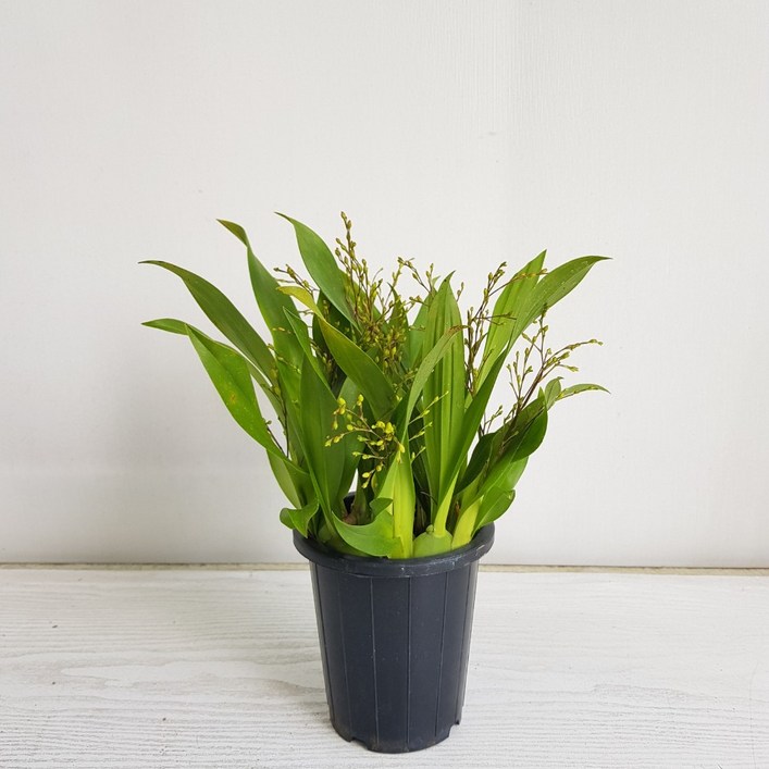 온누리농원 환타지아 노랑