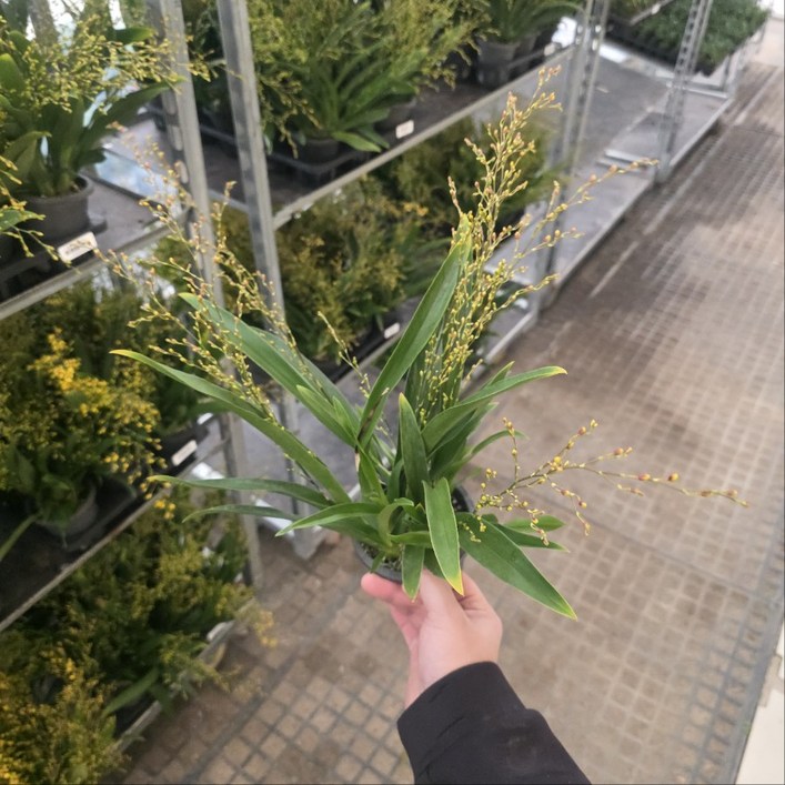 온시디움 환타지아 노랑 옐로우 서양난