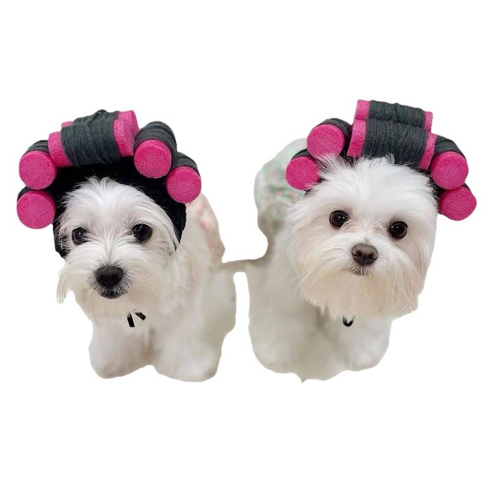 원스 강아지 헤어롤 뽀글이가발 모자 파마머리 소품, 한가지색상, 1개