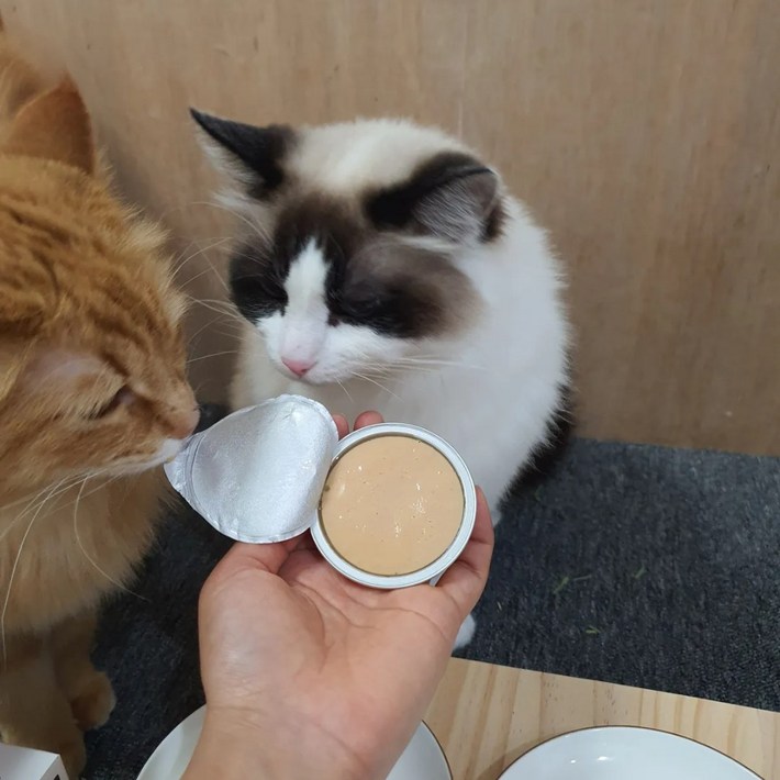 베러펫 캣냠 레날 신장 습식 고양이캔 고양이사료 연어 30g, 12개, 2팩, 30g, 연어 베러펫 캣냠 레날 신장 습식 고양이캔 고양이사료 연어 30g, 12개, 2팩, 30g, 연어