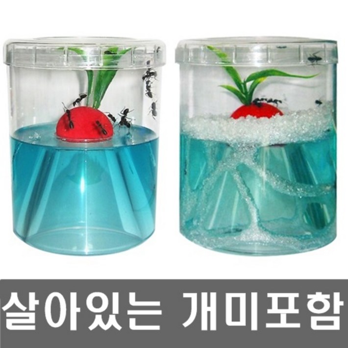 개미집워크북 살아있는 개미포함개미키우기 세트앤트빌곤충키우기