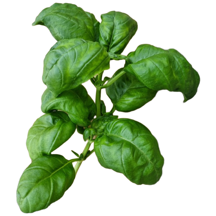 바질 페스토용 1kg 바질생잎 basil 당일수확 잎 8cm이상 국내산 무농약 허브, 1kg, 1개