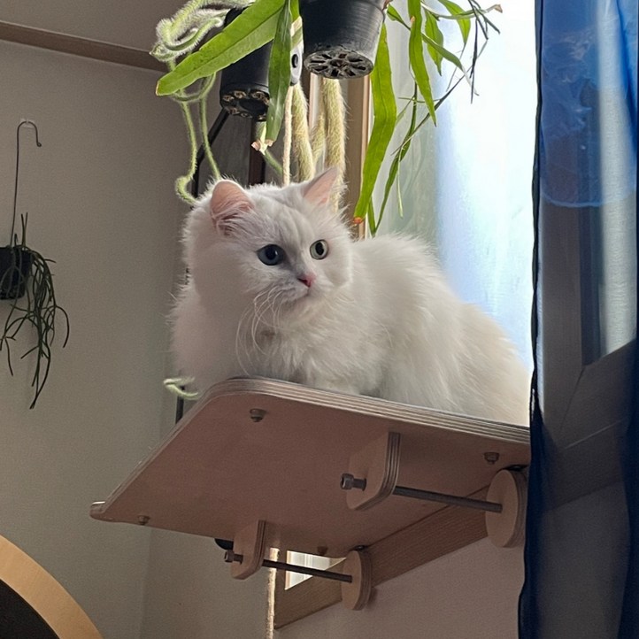 캣돌 고양이 창문 창틀 선반 해먹 캣타워, 대형그레이
