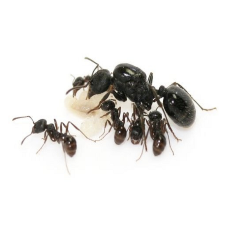 개미키우기 개미사육 애완개미 짱구개미 복수군체